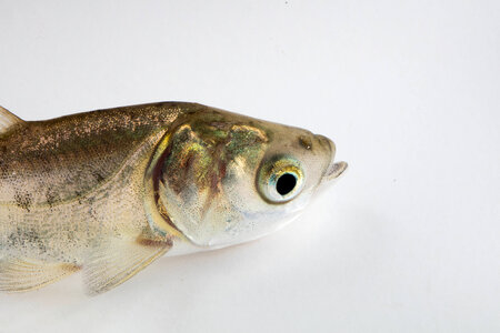 Bighead Carp Juvenile-1