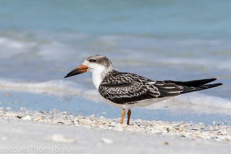 Animal aquatic bird avian
