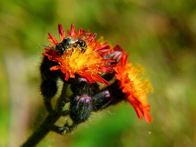 Insect plant flora photo