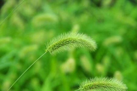 Bristle grassa