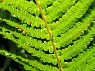 Leaf stem leaves