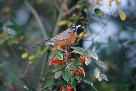 American bird robin