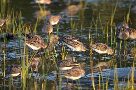 Least and Western Sandpipers photo