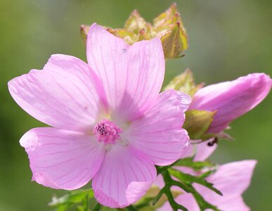 Beautiful Flowers blooming blossom photo