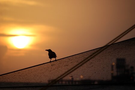 Bird silhouette crow fishing nets photo