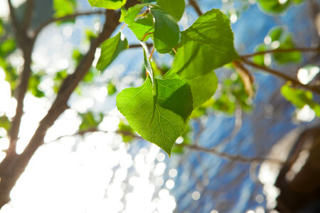 Leaves