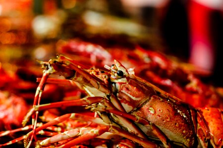Cuisine food shrimp photo