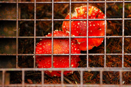 Fly agarics under a stair photo