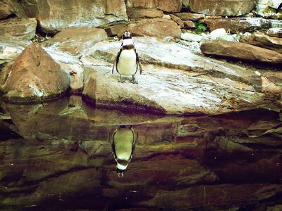 Zoo animal bird