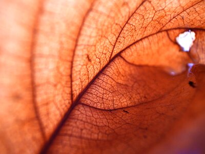 Autumn structure texture