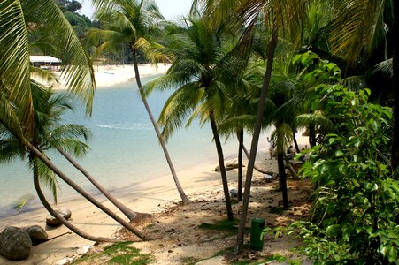 Secluded water palm trees photo