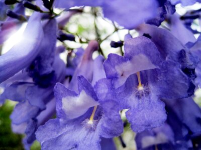 Flower blossom bloom