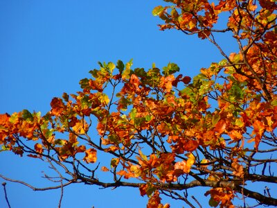 Autumn colored nature photo