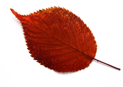 autumn leaf on white background photo