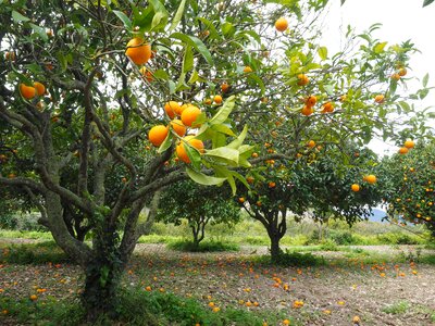 Orchard orange fruit photo