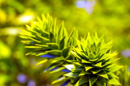 Dark Green feather garden