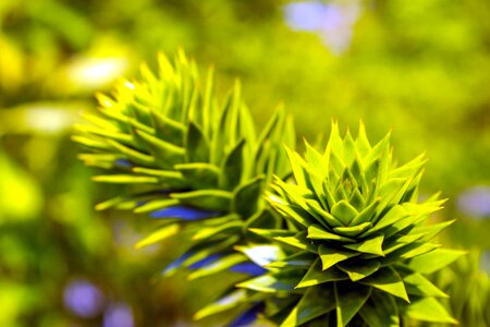 Dark Green feather garden photo