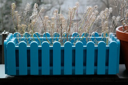 Frozen frost cold