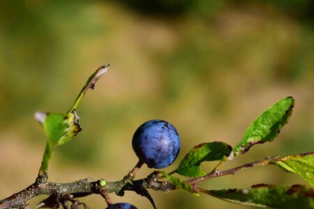Berry diet dietary