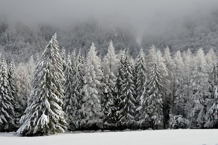 Cold conifer conifers