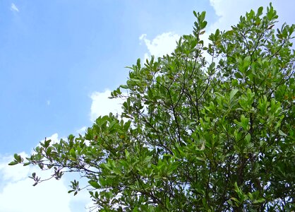 India tree organic