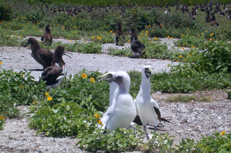 Masked booby with chick photo