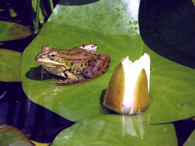 Amphibian animal daylight photo