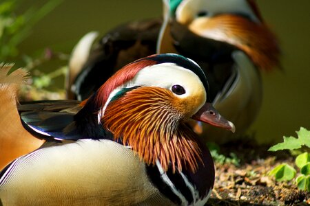 Bird water color photo