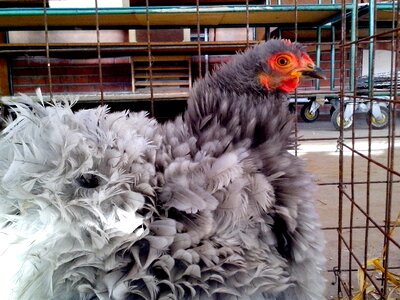 Chicken queue 