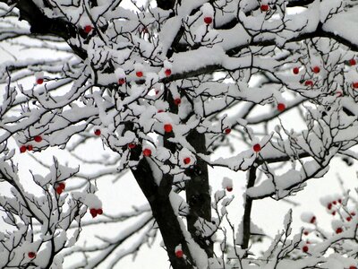Wintry white berry red photo