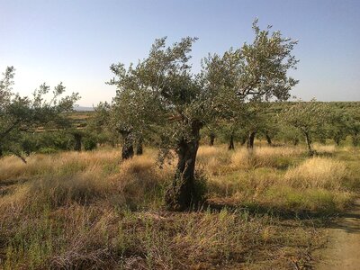 Tree field nature