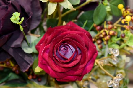 Close-Up fragrance petals photo