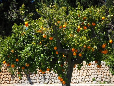 Orangengargen orange baumgarten oranges