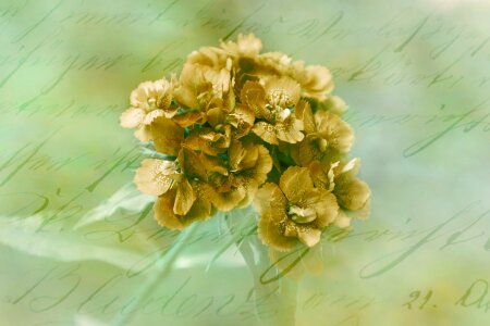 Background image flower romantic