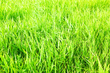 green grass