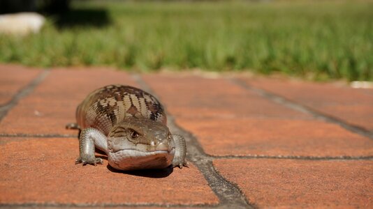 Reptile predator crawling photo
