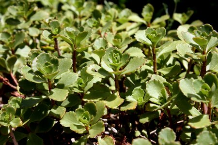 Dark Green evergreen flora