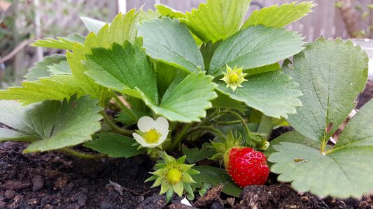 Berry garden green leaf photo