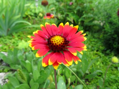 Nature garden plant rock plant photo