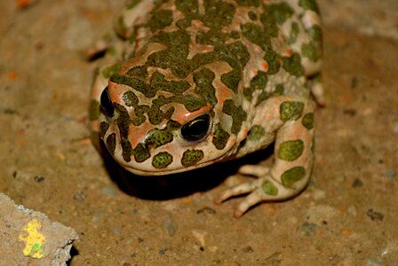 Frog green amphibian