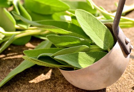 Green Leaves leaf plant
