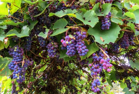 Vine fruit winegrowing photo