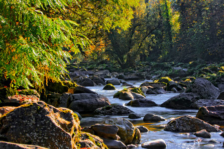 Mountain River in the Forest photo
