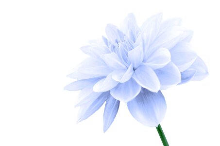 Flower On The White Background