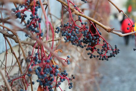 Vine blueberries branches