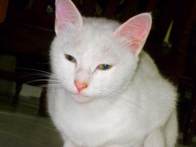 Animal animals cat