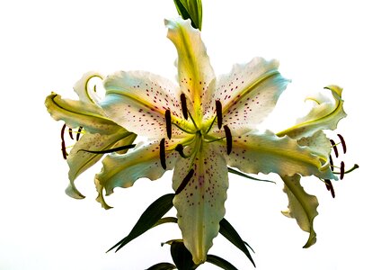 Flower white purple dots