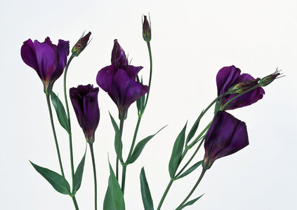 Studio Shot of Purple Colored Tulip photo