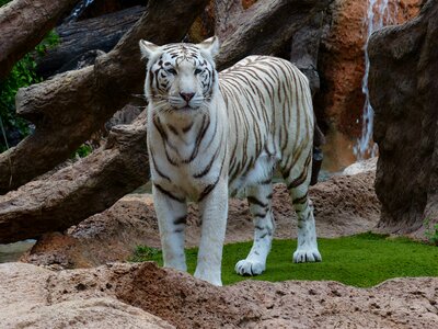 Big cat dangerous wildcat photo