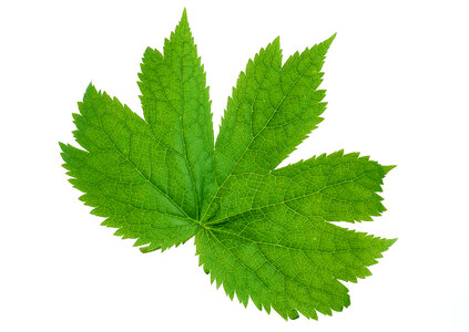 brightly green maple leaf isolated on a white photo
